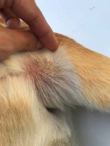 Rash on a dog where the tick bite was