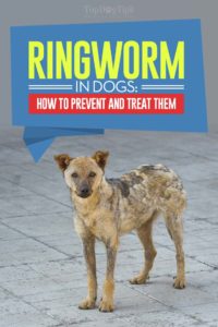 Ringworm in Dogs