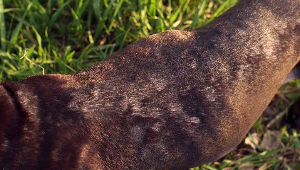 Ringworm in Dogs - How to Prevent and Treat It