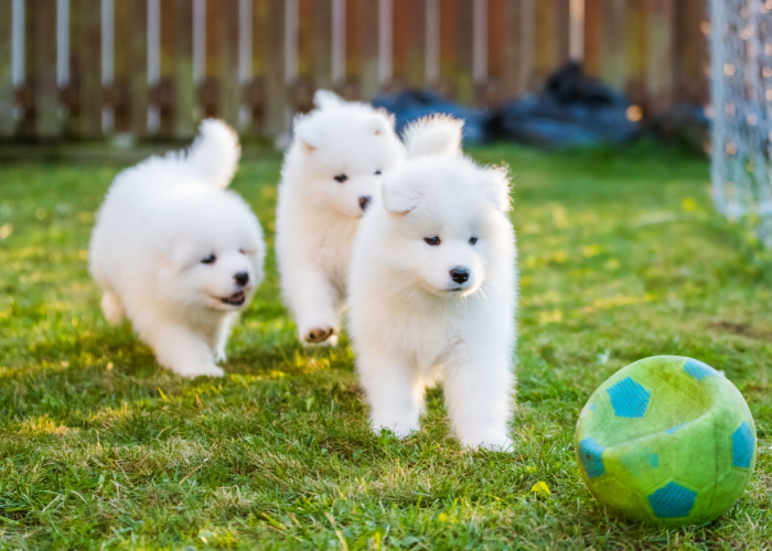 Samoyed Dog Breed Puppies