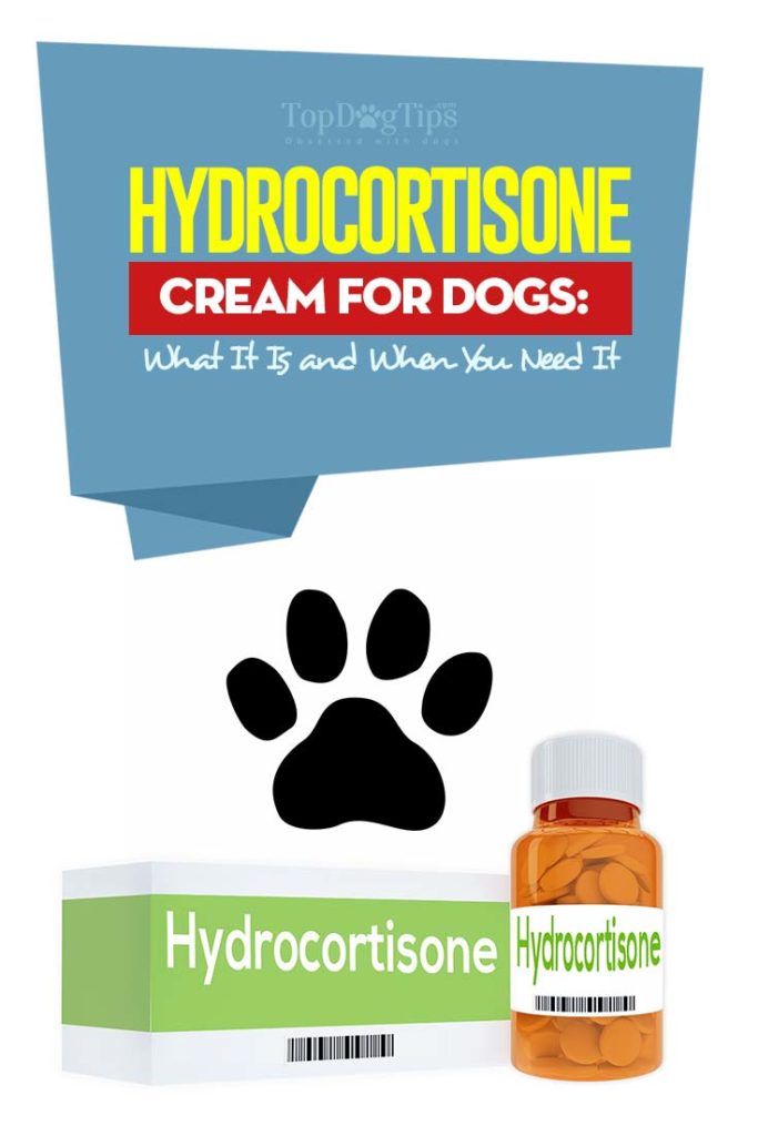 Science-based Guide on Hydrocortisone Cream for Dogs