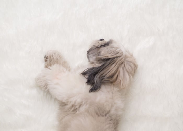 Shih Tzu sleeping on his side on a carpet
