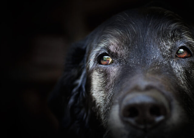 Animal,-,Old,Dog.,Labrador,Retriever,Macro,Shot.
