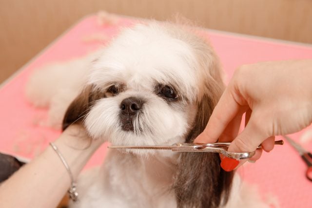 small dog shih tzu being groomed