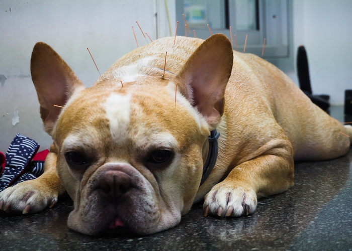 acupuncture for dog pain relief