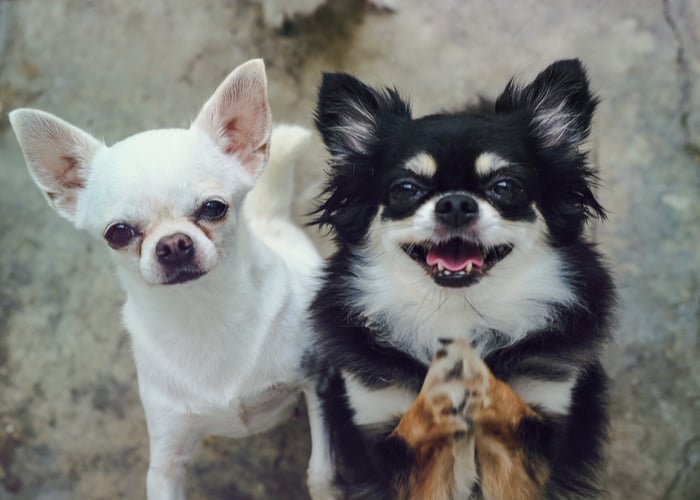 two cute chihuahua white smooth coat and black & white long haired chihuahua