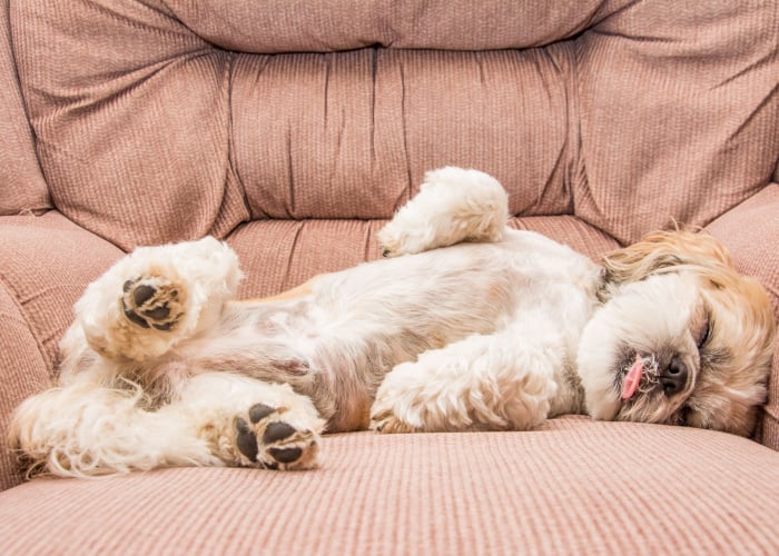 Sleeping Shih Tzu with legs up and tongue out