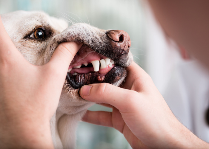 soft foods after dental work in for dogs