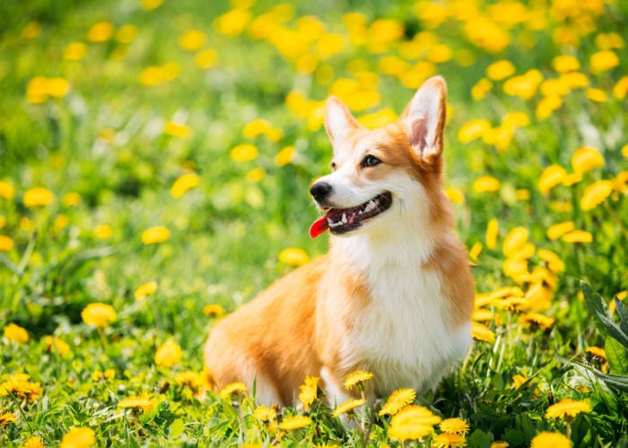 Spring Activities For Dogs