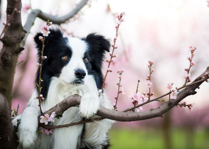 Spring Dog Names for Boy Dogs