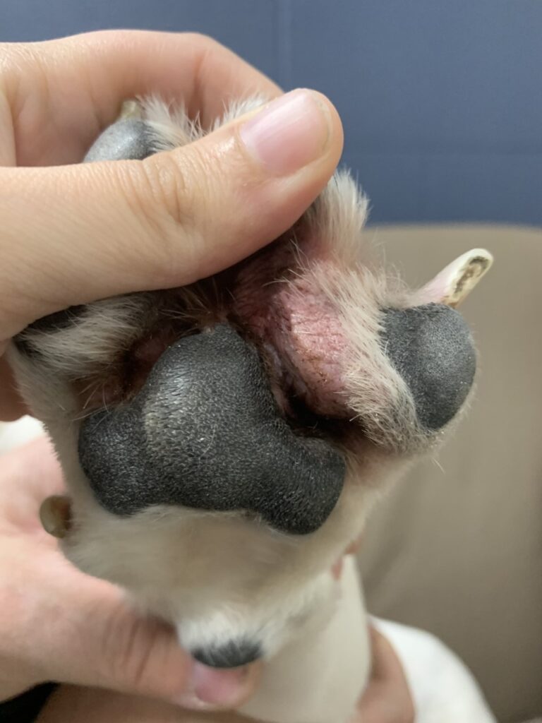Squamous Cell Carcinoma Between the 4th and 5th digits of the right Hindlimb.Image by: Dr. Monique Mayer, Western College of Veterinary Medicine, University of Saskatchewan