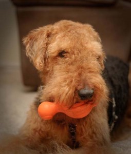 Squeaker Dog Toys as Best Christmas Gifts for Dogs