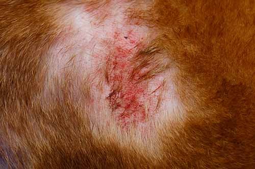 Staph infection in dogs