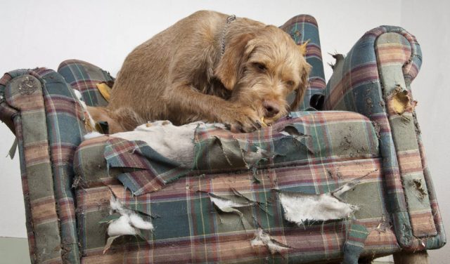 Stop Dog from Chewing Furniture and Belongings