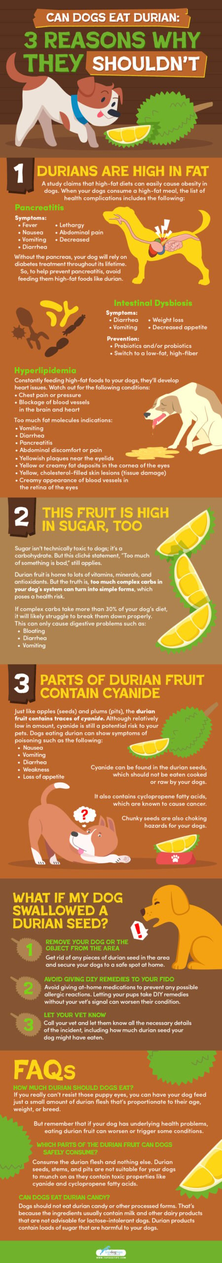 Can Dogs Eat Durian Infographics