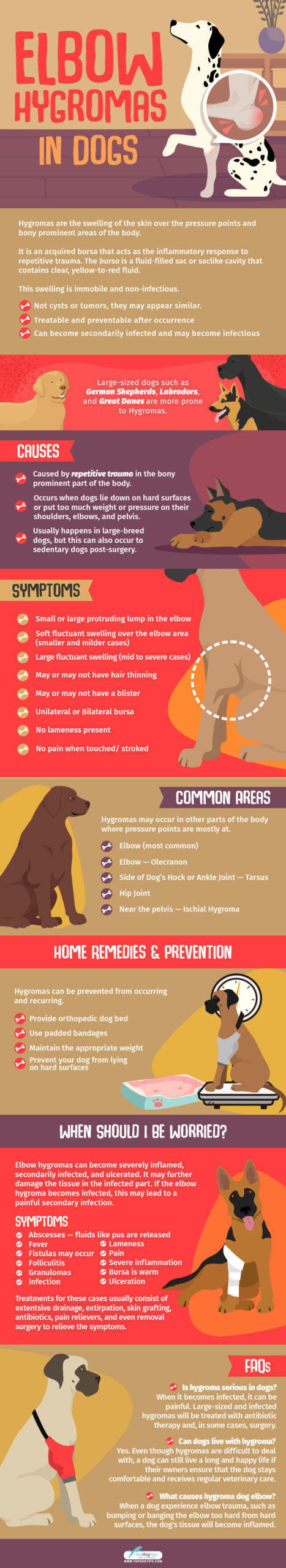 Elbow Hygromas in Dogs Infographics