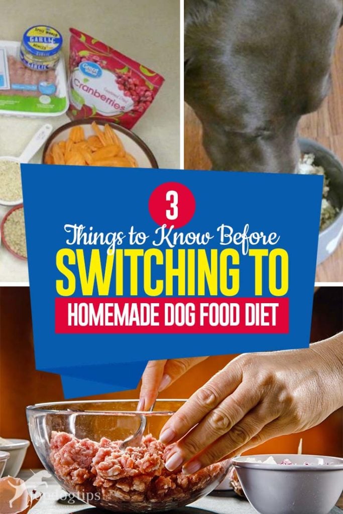 The 3 Things to Know Before Switching to Homemade Dog Food Diet