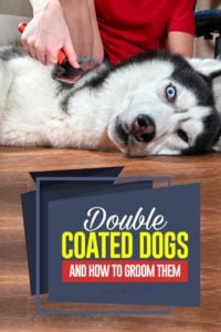 The 39 Double Coated Dogs and How to Groom Them