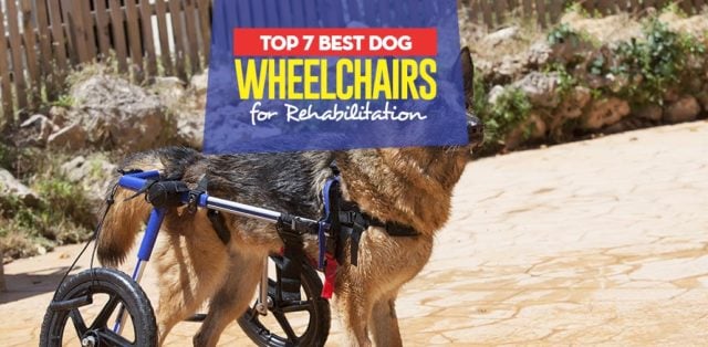 The 7 Best Dog Wheelchairs for Rehabilitation