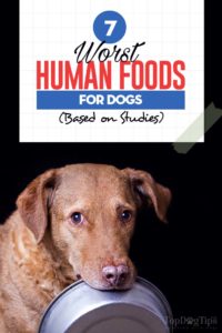 The 7 Worst Human Foods Dogs Can't Eat