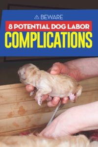 The 8 Potential Dog Labor Complications