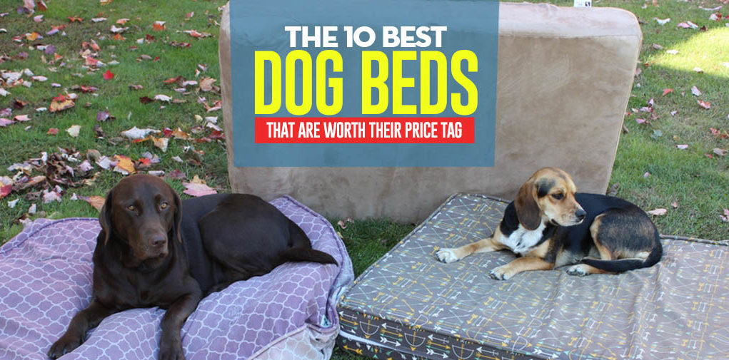 The Best Dog Bed of 2018