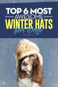 The Best Winter Hats for Dogs
