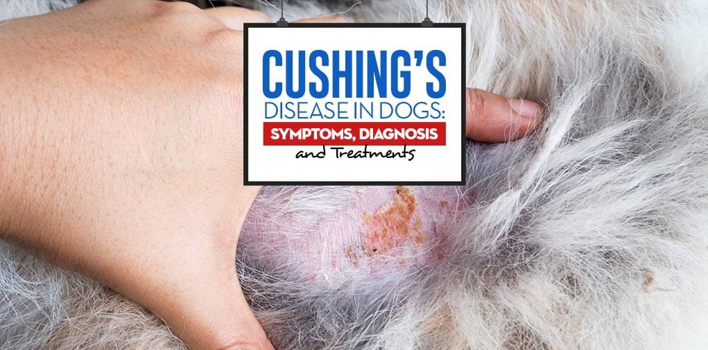The Cushing’s Disease in Dogs - Symptoms Diagnosis and Treatments
