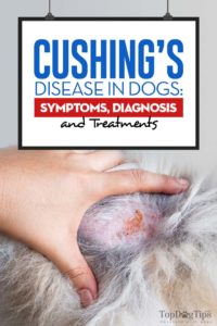 The Guide to Cushing’s Disease in Dogs