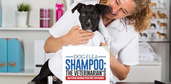 The Veterinarians Guide on Dog Flea Shampoos