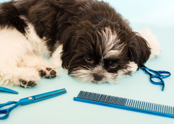 Things to consider before buying a dog brush