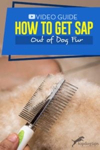 Tips on How to Get Sap Out Of Dog Fur
