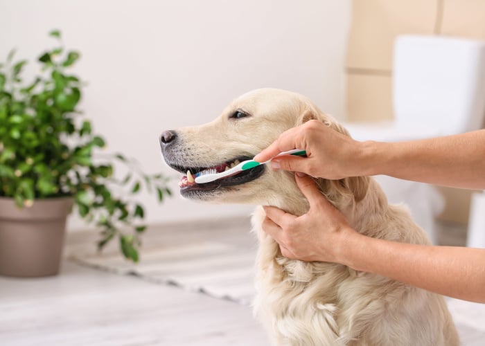 Tips to Keep Your Dog’s Teeth Healthy