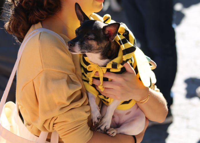 Tompkins Square Park Halloween Dog Parade Dog Dressed up as a Bee