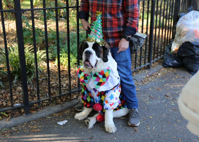 Tompkins Square Park Halloween Dog Parade