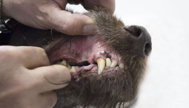 tooth abscess in dogs