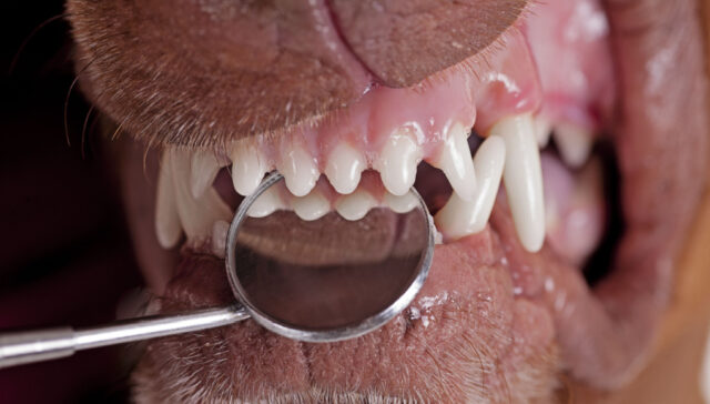 tooth extraction in dogs aftercare