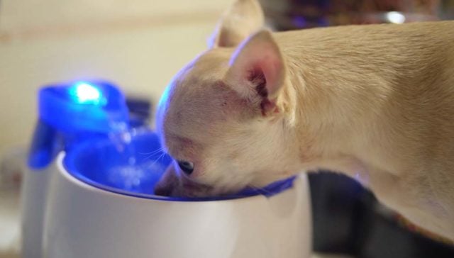 Top 10 Best Dog Water Fountain Brands