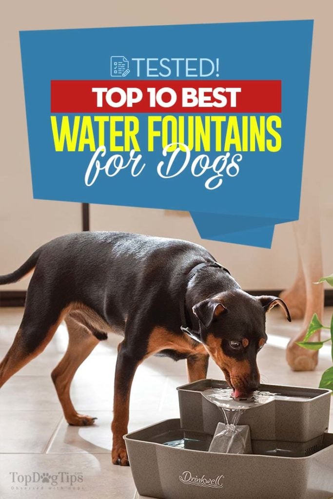 Top 10 Best Dog Water Fountain Choices for Indoors and Outdoors
