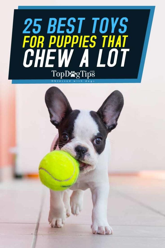 Top 25 Best Puppy Toys for Teething and Mental Stimulation of Puppies
