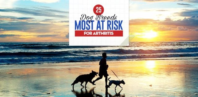 Top 25 Dog Breeds Most at Risk for Arthritis