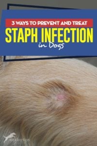Top 3 Ways to Prevent and Treat Staph Infection in Dogs