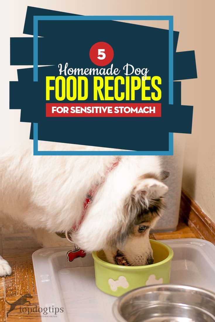 Top 5 Homemade Dog Food for Sensitive Stomach Recipes