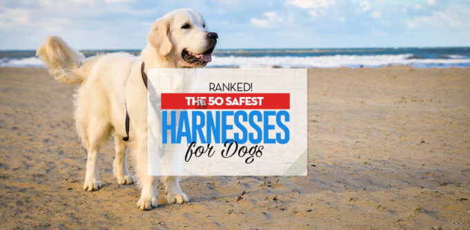 Top 50 Best Dog Harness for Walking