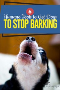Top 6 Humane Tools to Get Dogs to Stop Barking