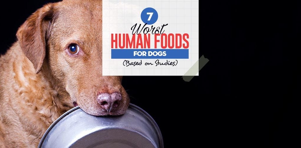 Top 7 Worst Human Foods for Dogs (Based on Studies)