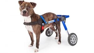 The Purpose of Dog Wheelchair for Back Legs