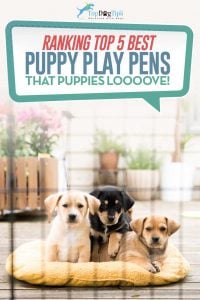 Top Best Puppy Play Pens