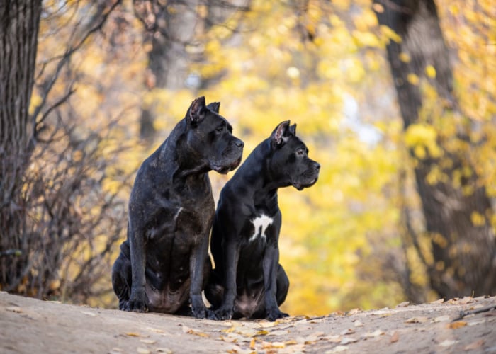 Two Cane Corso Sitting