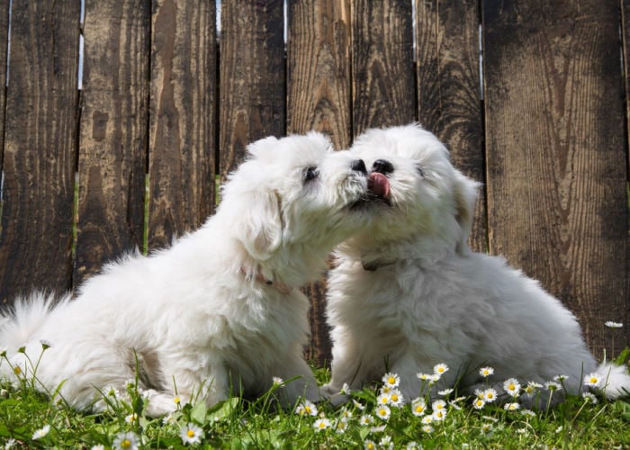 two-coton-puppies-kissing (1)